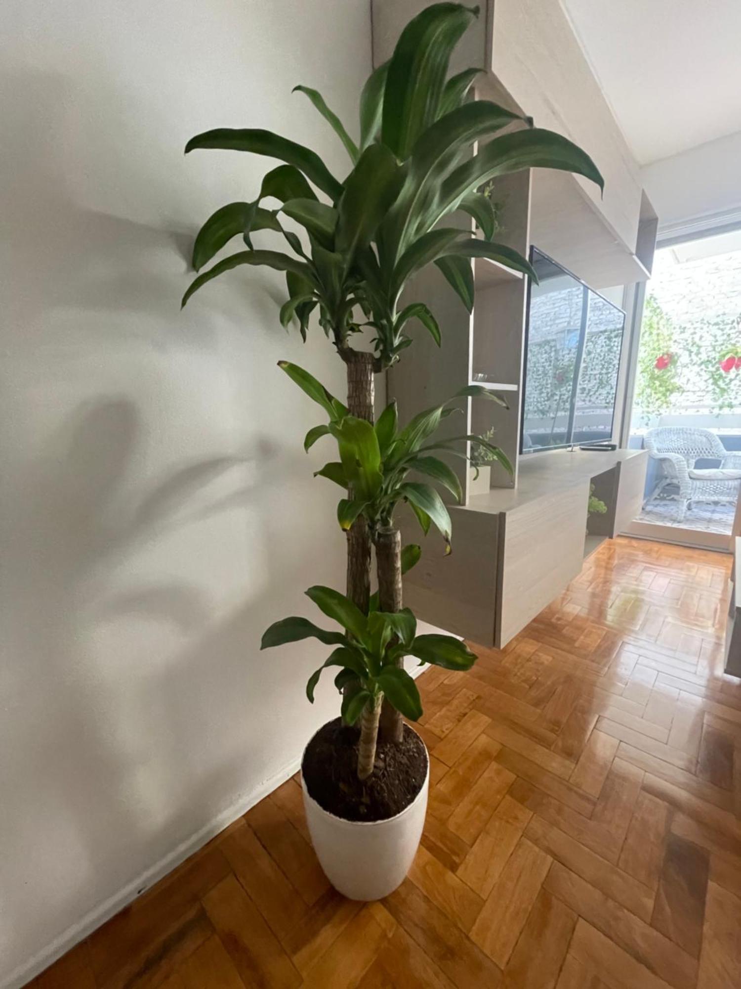 Departamento En Peatonal Mendoza Apartment Exterior photo